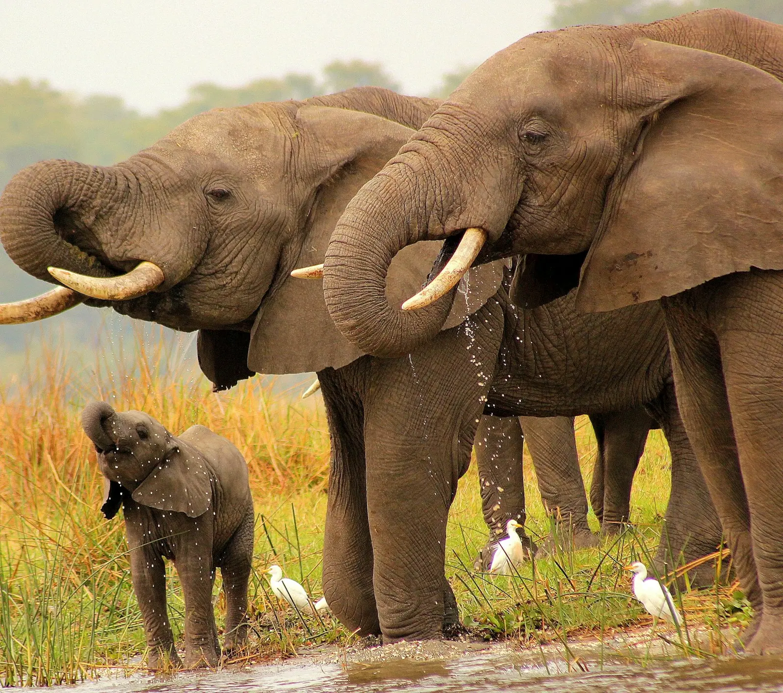 a group of elephants standing next to each other